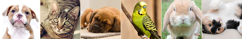 Pramie Dieta Natural_02